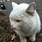 고양이 <b>무료</b>분양 합니다.(추가)