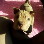 추가)옥련이주인들▶사진有 미워할수없는 우리집쭈글이 이츠옥련쓰를 소개합니당◀◁