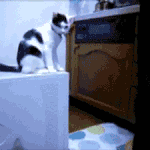 이<b>간질</b> 고양이