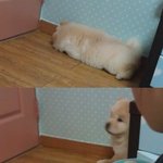 우리집 차오차오 <b>춘자</b>를 소개해요(1탄