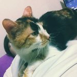 다친채 들여온 길냥이 <b>케어</b> 3달째. 이제 포기해야 하는건가요