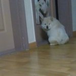 우리집 차오차오 <b>춘자</b>를 소개해요(2탄