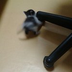 공존해있는 우리집 <b>치치</b>를 소개합니다(2편.<b>치치</b>와 가족이된날)♥♥♥♥