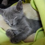 ★☆★☆★사진有인나....사랑ㅋ하고픈<b>러시안</b>블루★☆★☆★