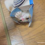 울고양이 유봉이 성장사진 3탄(스압조큼주의)