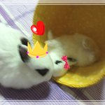 ♥<b>대량</b>사진♥ 귀요미 토끼 초코와 ㅍㅏ이예요~~