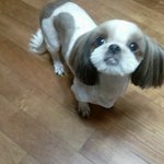 우리<b>집</b> 공주님을 소개합니다^^..