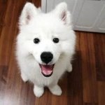 <b>기여</b>운 강아지
