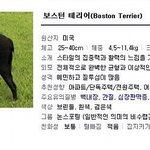 우리집 보스턴테리어 소개함. ( 악마견에 끼워주삼) * 스압주의