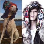 연예인 <b>vs</b> 닮은 강아지 외모 비교