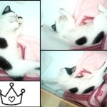 ★★★[고양이 세마리 강아지 한마리] 뻔가지랑이쭈야 위험하지않은동거★★★