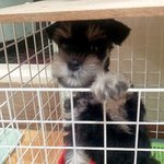 (사진有) 악마견이라도 괜찮아//