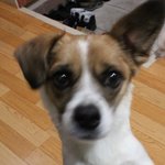 [사진 多] 집 지키는 3 犬