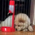 우리집 차오차오 <b>춘자</b>를 소개해요(3탄