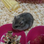 ♥햄스터판 (<b>햄찌</b>,<b>햄</b>톨)♥