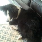 1탄! 양치<b>기개</b> 보더콜리★[사진많아有~]