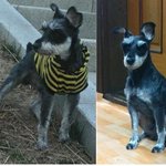 ★광진구에서 잃어버린 슈나우저 다복이를 찾습니다. 사진 한 번만...