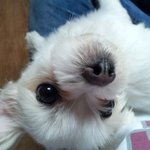 사진有 ) <b>복</b>순아 보고싶어 ㅜㅜ (도와주세요ㅜ.ㅜ)