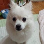 §§§<b>포</b>메라이언일줄알고1년4개월키웠는데 스피츠..§§§