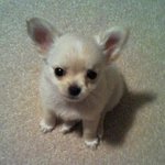 1탄! 우리집 <b>차도</b>녀 치와와 ☆ [스압]