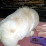 우리집 차우차우 <b>춘자</b>를 소개해요(4탄