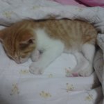 ▶코<b>숏</b> 말썽쟁이 키티◀