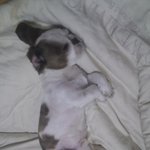 추가) 남자가 직접한 애견 야매미용 보실<b>라우</b>?