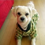 ★☆★☆★☆★몇년<b>전집</b>을나간 우리집강아지찾아요!★☆★☆★☆★