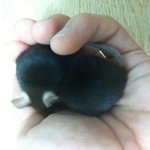 엄...혹시 <b>실험용</b> 마우스 키우시는 분?