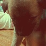 2011.12.11 세상을 떠난 우리 블랙이
