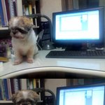 두번째) 혀 내밀고 사는 우리 강아지 <b>똘망</b>이 ㅎㅎ