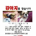 잃어버린 강아지 찾는 법?
