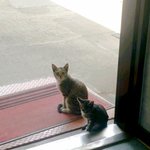 울 사무실 냥냥씨