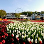 최고의 봄나들이 추천지~ 에버랜드 핫스팟 대공개!!