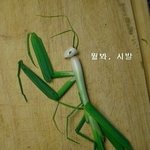 ★ 야생의 파마귀 ★