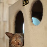 [고양이 판] 제가 자주가는 유기묘카페의 고양이들!! <6> (스압주의)