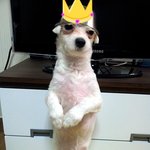 우리집천재아들 <b>호야</b>를 소개합니다~