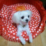 (사진有)   친구 어머님이 길거리에서 유기견을....