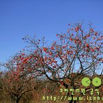 [푸른4월] 나무의 종류와 구분