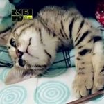 ☆★내 가수의 애완동물★☆