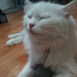 [야옹이판] 대똥꼬똥쁘니를 소개합니다 ^^