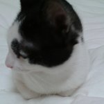 ♥♥♥♥사진多多有★스압주의★)[냥이판]악마의 본성과 천사의 본성이...