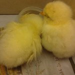 우리집 닭되가는 병아리들 (사진有)