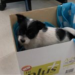 (분양보냇어요~)애기강아지 주웠습니당 ㅜㅜ 데려가실분.. (사진추가...