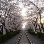 ★벚꽃놀이 데이트 패션!!벚꽃축제 기둘!★