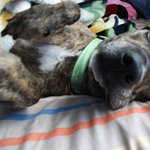 ♥♥(사진有)"차미견" 차가운 미국 견! 미씨를 소개함니다!♥♥