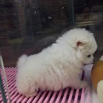 ★☆(사진多, 개판)우리집 귀한자식..... 레옹이!!!!!!!...