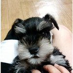 (사진有) <b>본색</b>을 드러내지 않았다