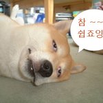 클리커트레이닝으로 '앉아' 훈련시키기