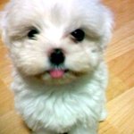 개님2마리 냥<b>이님</b>2마리의 동거동락......